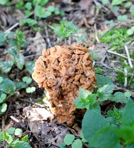 Mushroom Gyromitra
