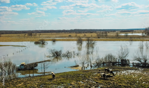 Fototapeta Naklejka Na Ścianę i Meble -  Spring landscape with the swollen river and cows