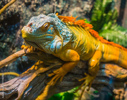 Close-up of a multi-colored male Iguana