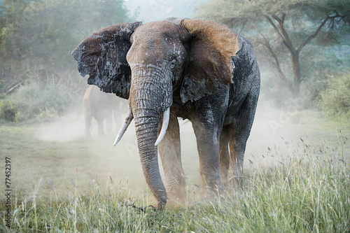 Canvas Print Big amazing elephants