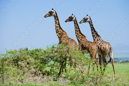 Photography Three giraffes