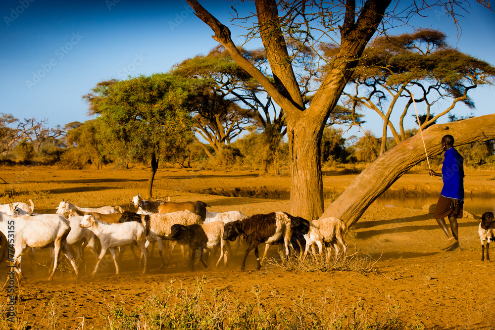 Fototapeta premium Masai shepherd in Amboseli
