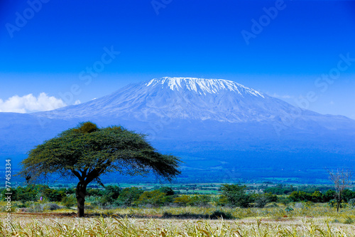 Kilimanjaro landscape #77453334