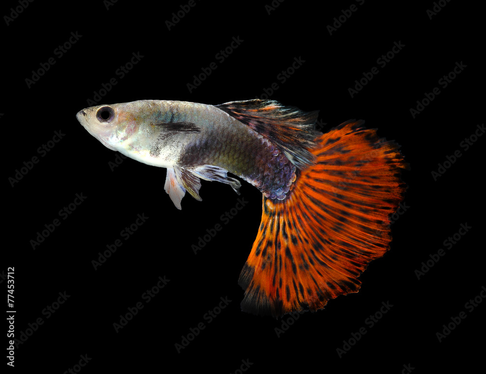 Beautiful Guppy Isolated on Black Background Beautiful Guppy Isolated on Black Background