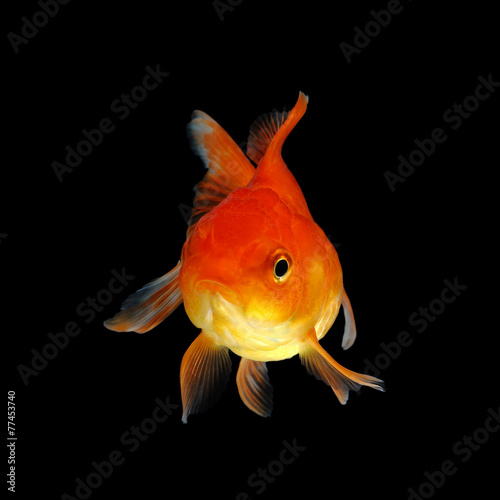 gold fish isolated on black background