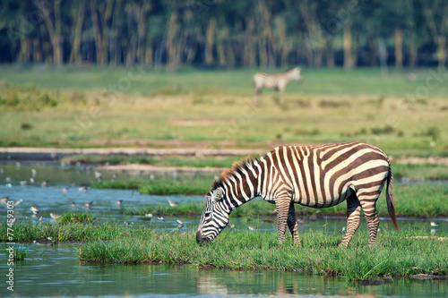 Zebra at watering place