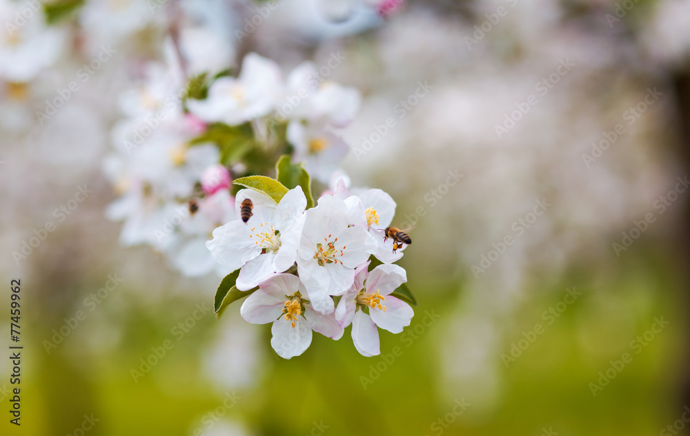 apple tree apple tree