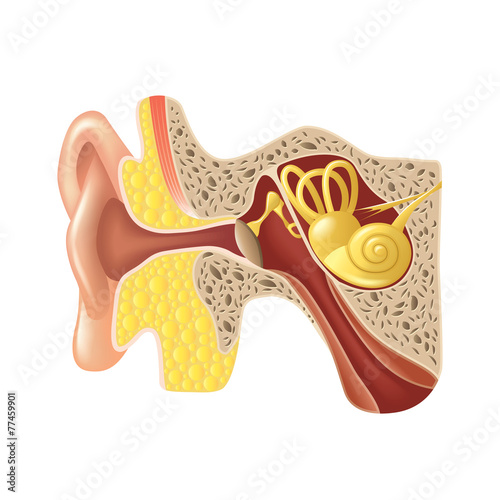 Ear anatomy isolated on white vector