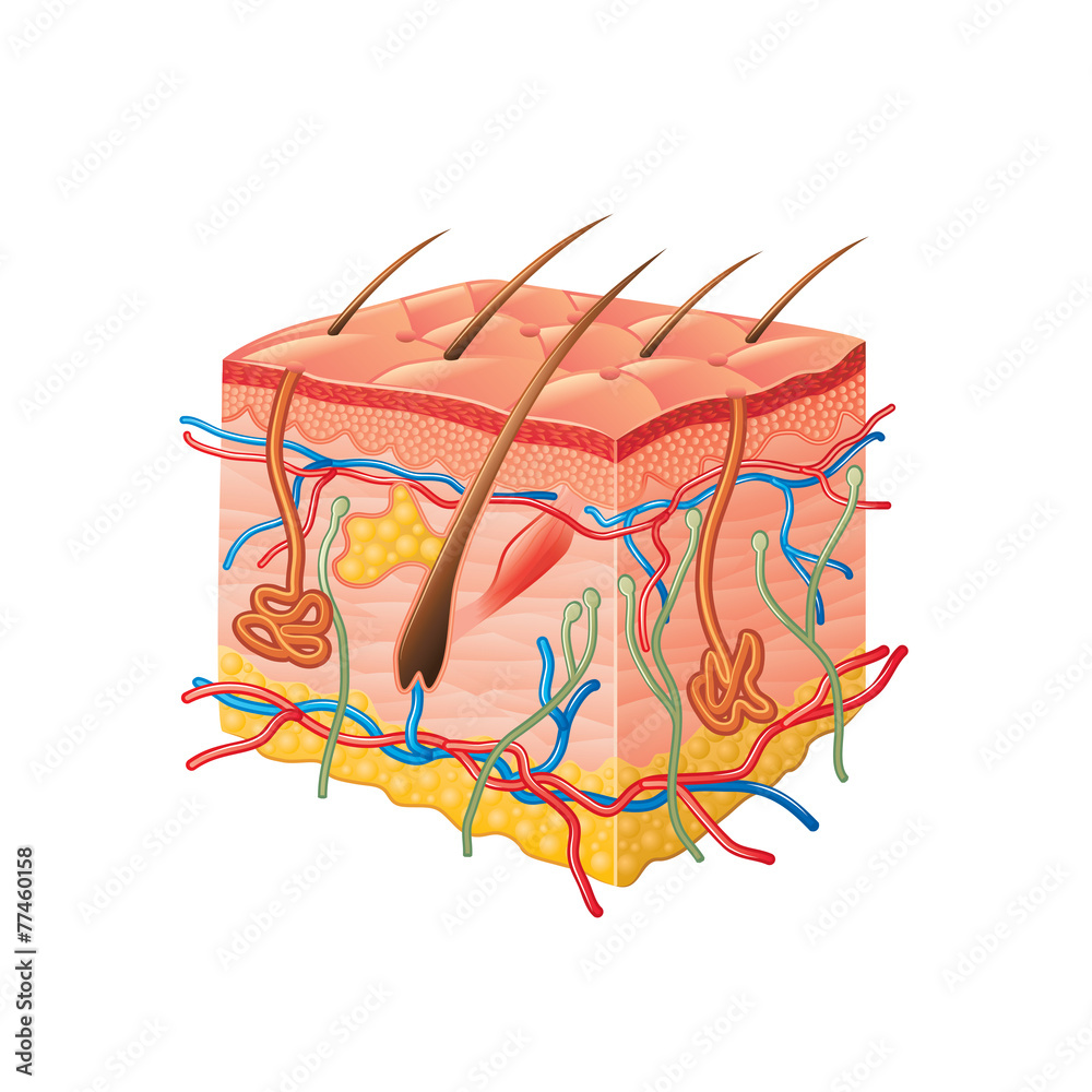 Human skin anatomy isolated on white vector Stock Vector | Adobe Stock