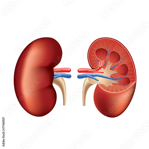 Fototapeta Human kidney anatomy isolated on white vector
