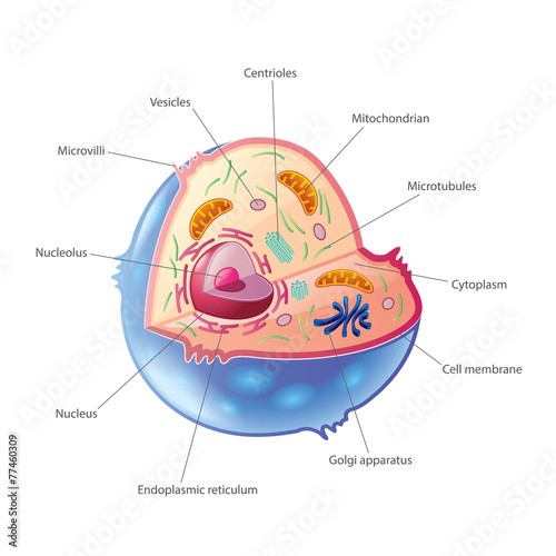 Animal cell isolated on white vector