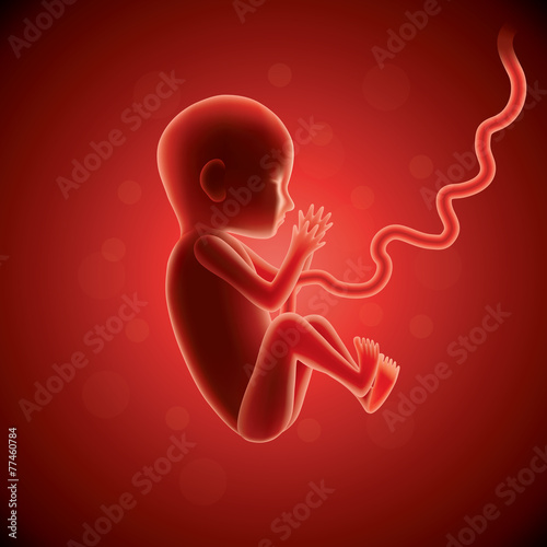 Fetus in womb vector