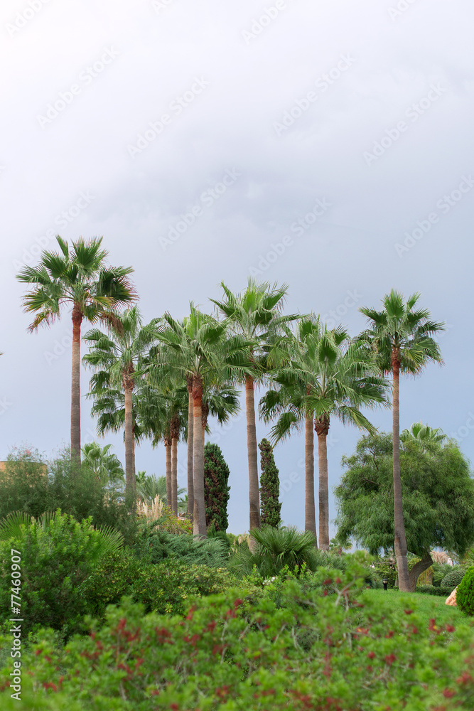 Palm trees in the park.