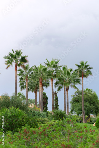 Palm trees in the park. © M-Production