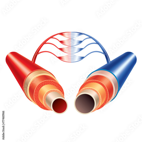 Artery and vein circulatory system isolated vector
