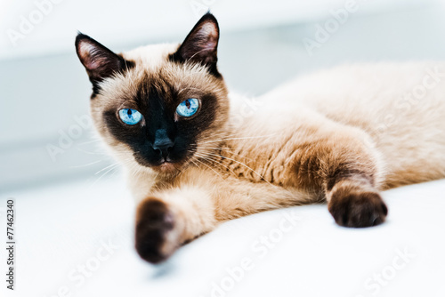 Cat with blue eyes © Valeri Luzina