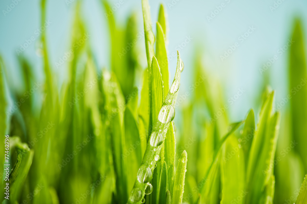 Obraz premium close up of nature fresh green grass with dews drop