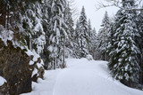Winter snowy path in the forest mountain