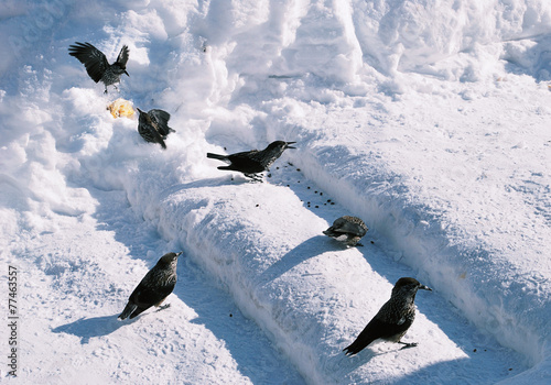 Birds kedrovka on a snow photo