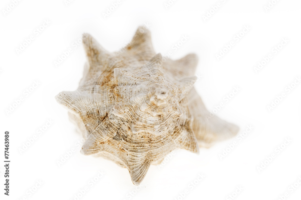 a white shell on the white background a white shell on the white background