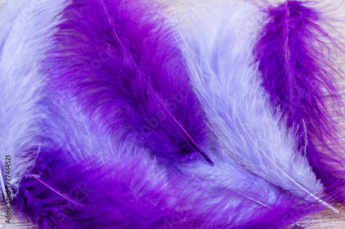 purple background with feathers
