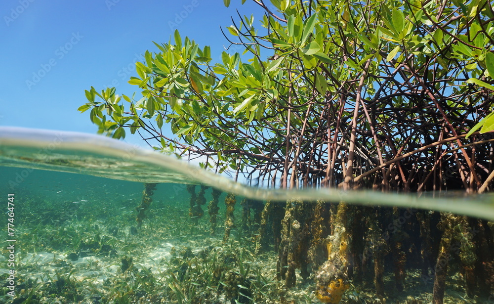 Fototapeta premium Mangrove trees roots above and below the water