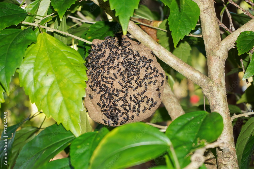 Paper wasp nest Polybia Sp with wasps outside Paper wasp nest Polybia Sp with wasps outside