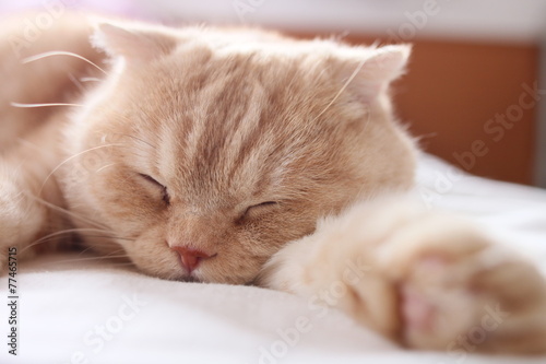 熟睡する猫　肉球付