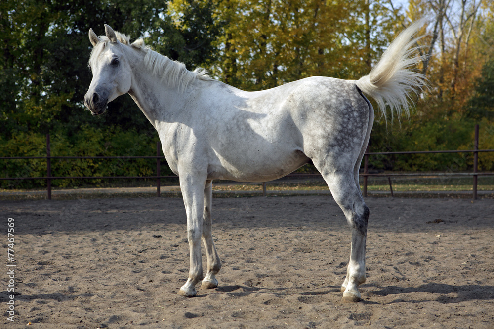 White Arabian horse standing in a paddock