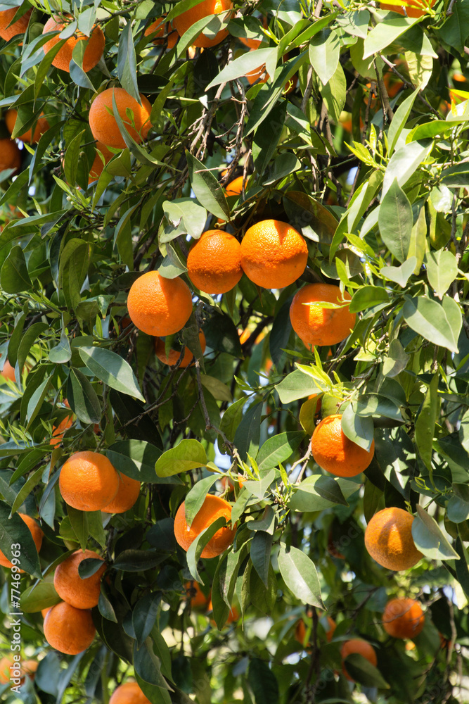 Tree with oranges