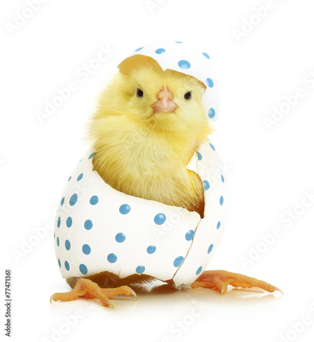 Foto Cute little chicken coming out of the Easter egg