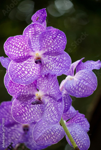 Fototapeta Naklejka Na Ścianę i Meble -  blue vanda orchid flower