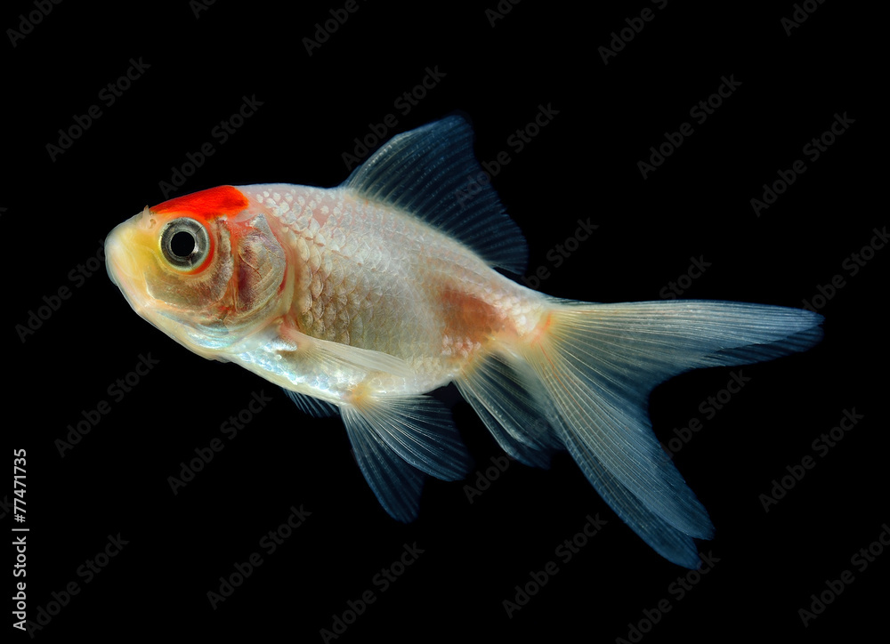 Gold fish Isolation on the back background Gold fish Isolation on the back background