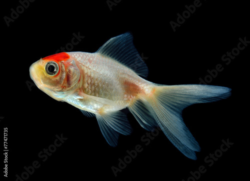 Gold fish Isolation on the back background