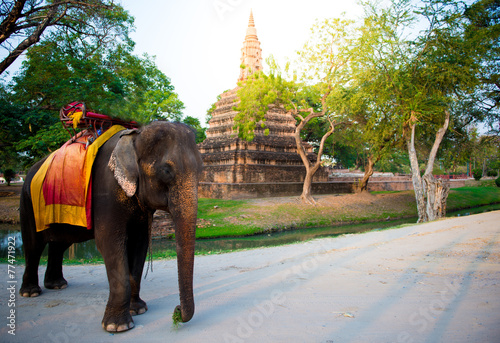 Canvas Print Elephant Ayutthaya