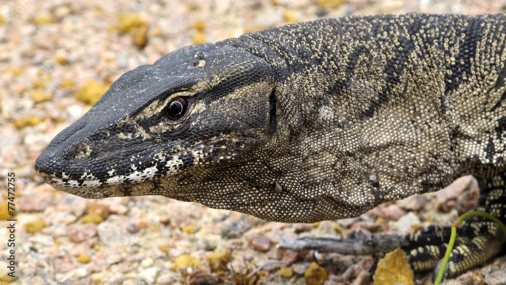 Guana Lucky Bay, Cape Le Grand NP, West Australia Guana Lucky Bay, Cape Le Grand NP, West Australia