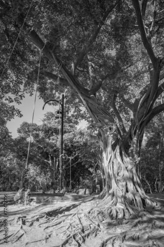 Big tree with wood swing black and white style