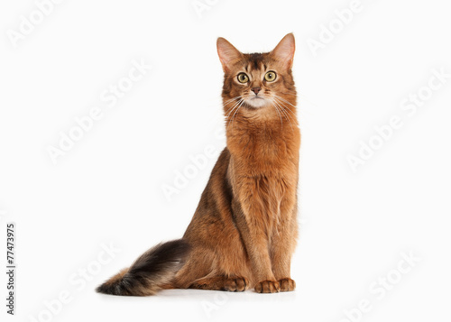 Cat. Somali cat ruddy color on white bakcground