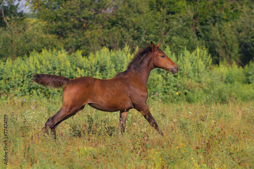 Beautiful foal running outdoors