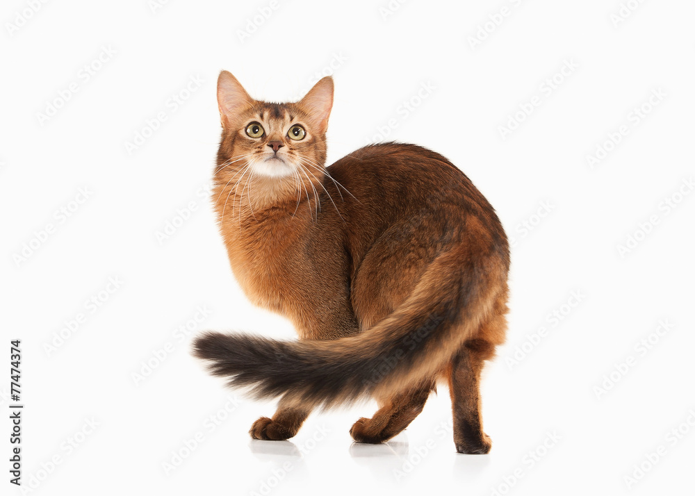 Cat. Somali cat ruddy color on white bakcground