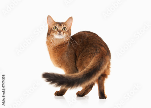 Photography Cat. Somali cat ruddy color on white bakcground