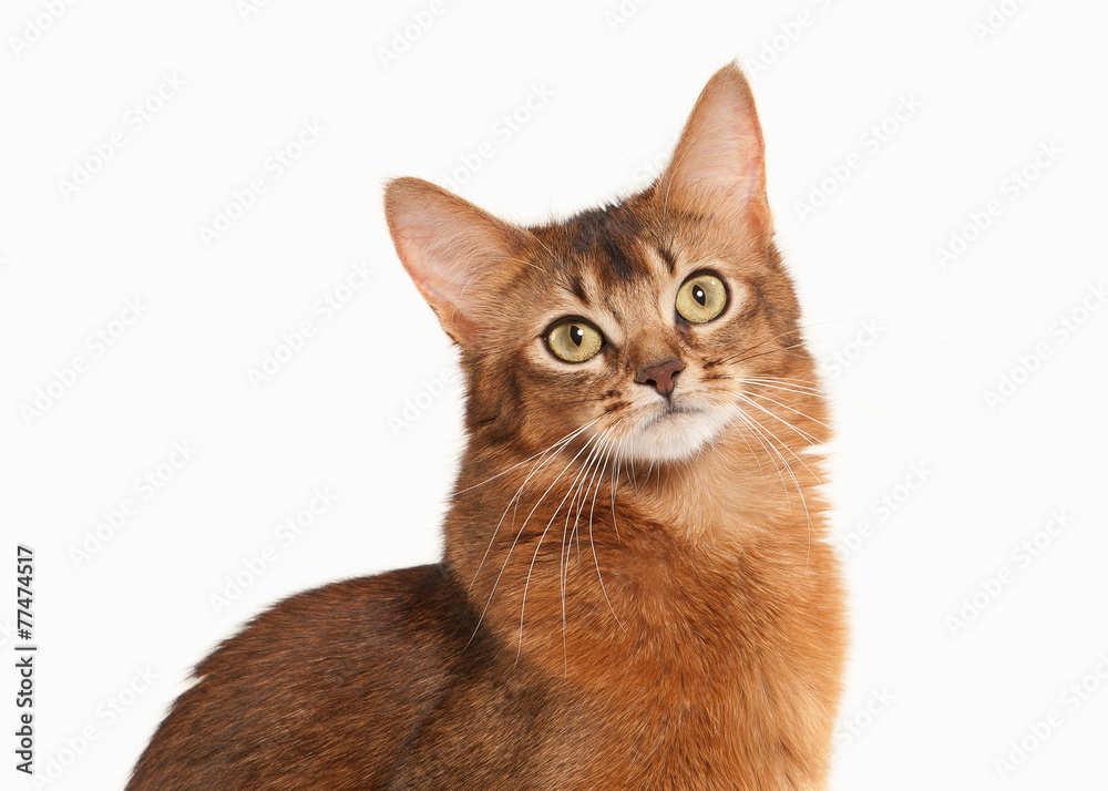Naklejka premium Cat. Somali cat ruddy color on white bakcground