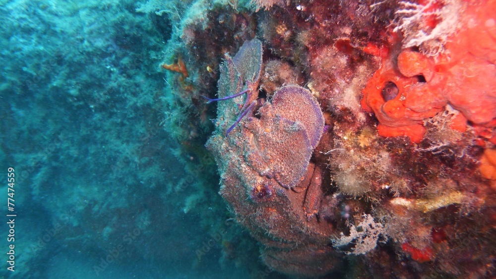 Fototapeta premium Cicala di Mare