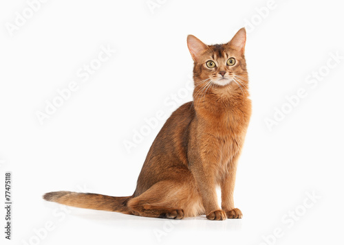 Cat. Somali cat ruddy color on white bakcground © dionoanomalia