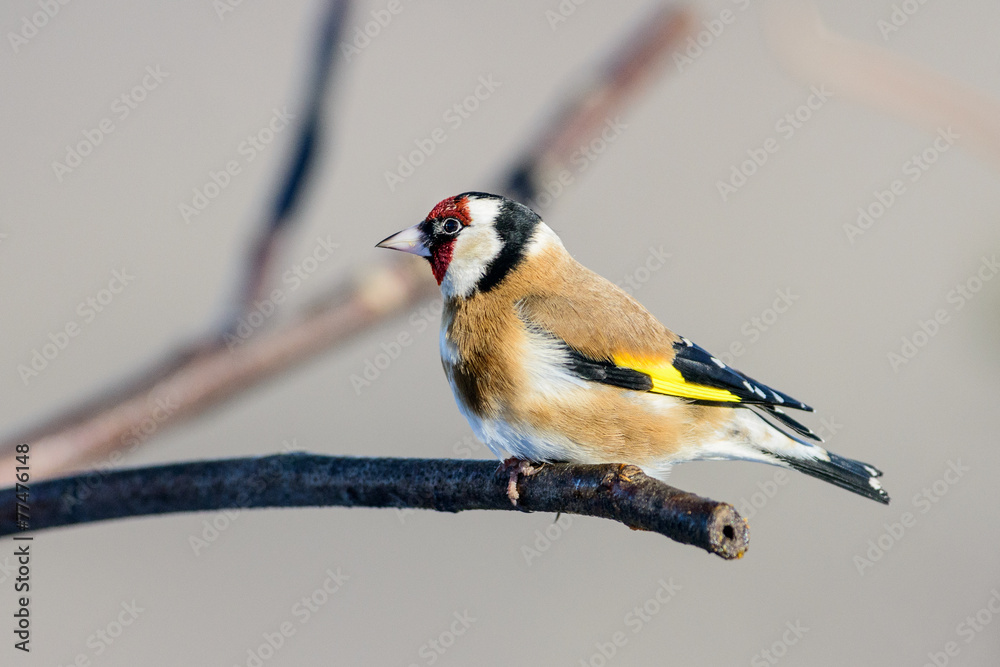 Fototapeta premium Cardellino 14