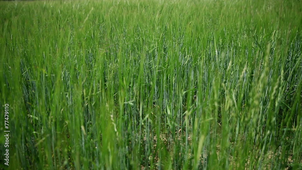 Tall green grass in beautiful gradient Tall green grass in beautiful gradient