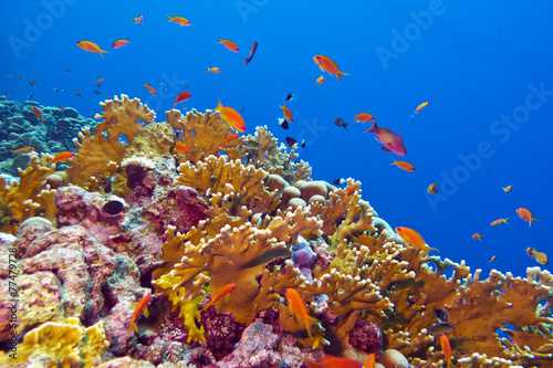 coral reef with fire coral and exotic fishes in tropical sea