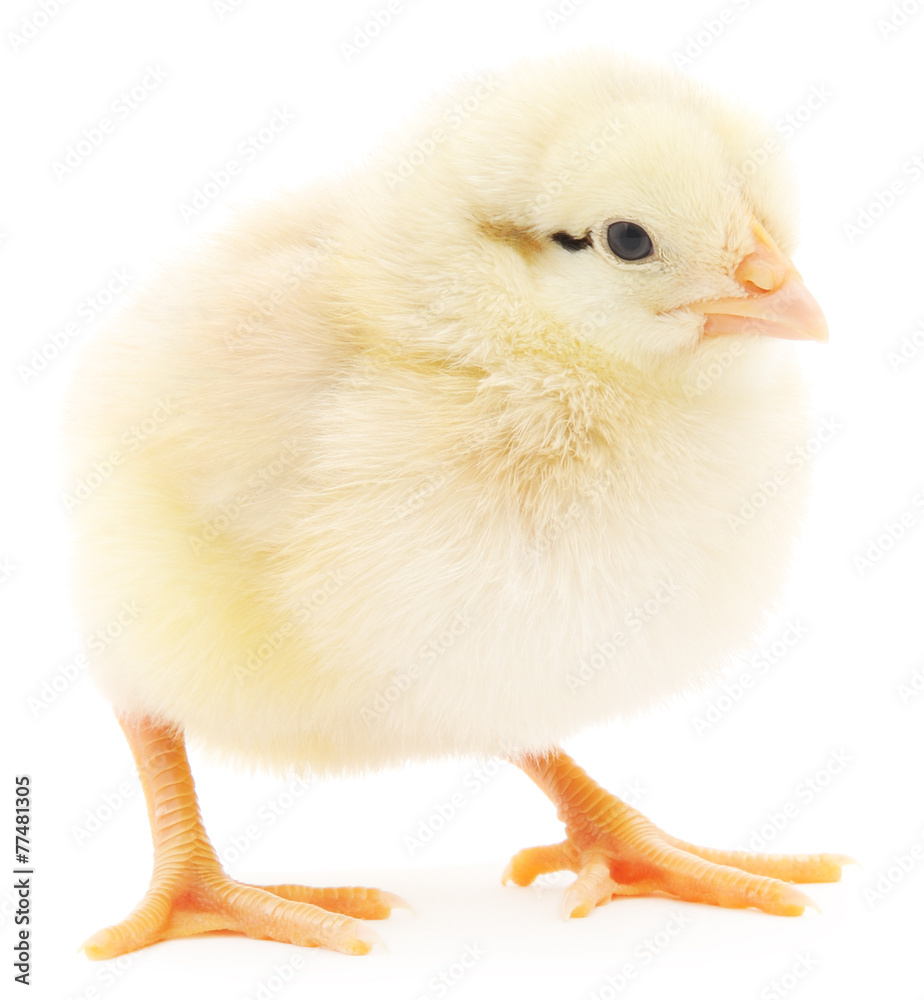 Fototapeta premium Small chicken