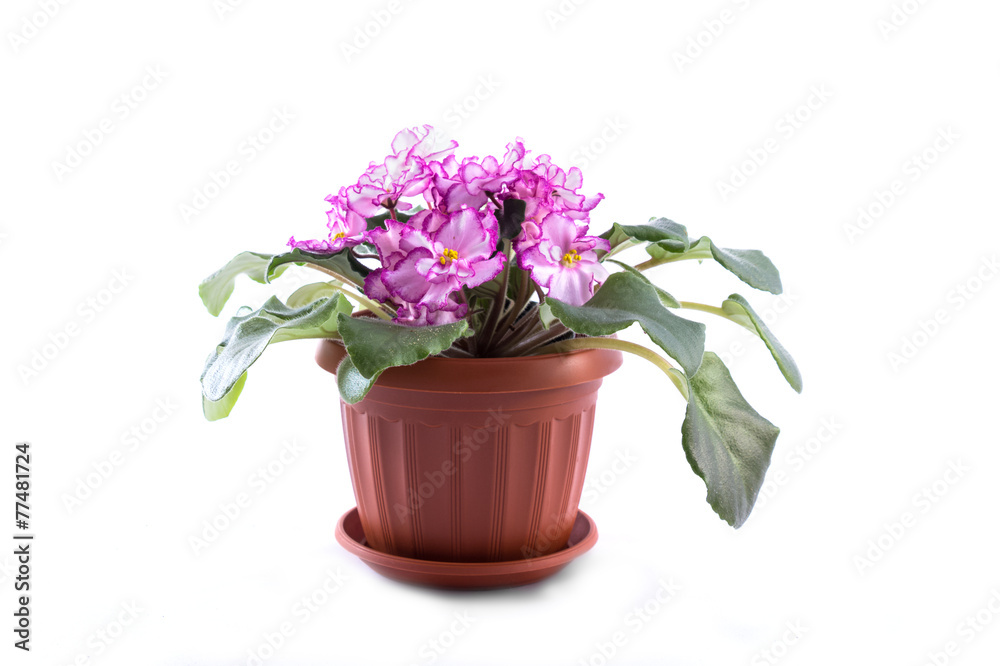 Purple African Violets on a white background.