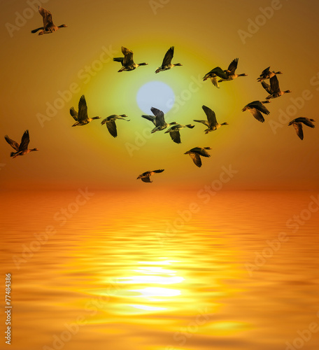 golden sunset and sea and birds